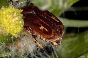 scarabeo fiore adulto foto