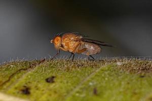 mosca acaliptrata adulta foto