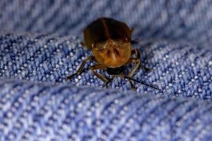 scarabeo lucciola brasiliano foto