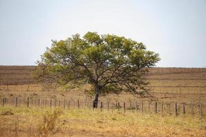 grande albero di angiosperme foto