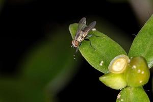 mosca tachinide brasiliana