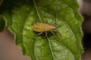 ninfa insetto pentatomomorfo