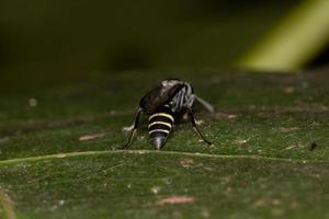 vespa al miele adulta a vita lunga foto