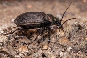 scarabeo cacciatore di bruco adulto foto