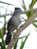 maschio brasiliano sbarrato antshrike foto