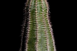 piccolo cactus coltivato