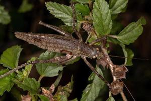 adulto vero katydid foto