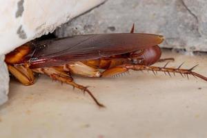 scarafaggio americano adulto