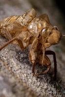 coppia di ragni che saltano sotto una cicala esuvia