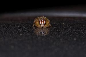 piccolo ragno saltatore foto