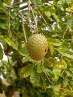 frutta verde acetosa