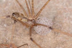 ragno della cantina femmina adulta foto
