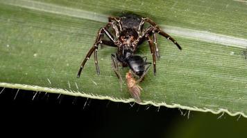 ragno granchio che preda una formica foto