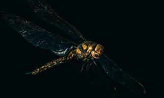 molto dettagliato macro foto di un' libellula. macro sparo, mostrando dettagli di il quello della libellula occhi e Ali. bellissimo libellula nel naturale habitat