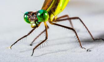 molto dettagliato macro foto di un' libellula. macro sparo, mostrando dettagli di il quello della libellula occhi e Ali. bellissimo libellula nel naturale habitat