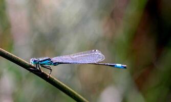 molto dettagliato macro foto di un' libellula. macro sparo, mostrando dettagli di il quello della libellula occhi e Ali. bellissimo libellula nel naturale habitat