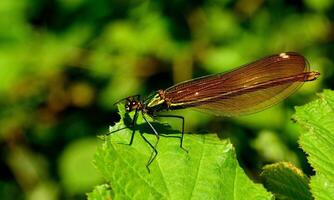 molto dettagliato macro foto di un' libellula. macro sparo, mostrando dettagli di il quello della libellula occhi e Ali. bellissimo libellula nel naturale habitat