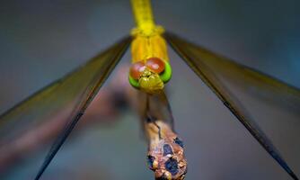 molto dettagliato macro foto di un' libellula. macro sparo, mostrando dettagli di il quello della libellula occhi e Ali. bellissimo libellula nel naturale habitat