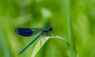 molto dettagliato macro foto di un' libellula. macro sparo, mostrando dettagli di il quello della libellula occhi e Ali. bellissimo libellula nel naturale habitat