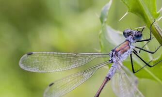 molto dettagliato macro foto di un' libellula. macro sparo, mostrando dettagli di il quello della libellula occhi e Ali. bellissimo libellula nel naturale habitat