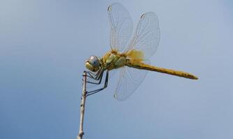 molto dettagliato macro foto di un' libellula. macro sparo, mostrando dettagli di il quello della libellula occhi e Ali. bellissimo libellula nel naturale habitat