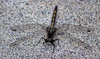 molto dettagliato macro foto di un' libellula. macro sparo, mostrando dettagli di il quello della libellula occhi e Ali. bellissimo libellula nel naturale habitat