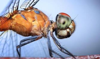 molto dettagliato macro foto di un' libellula. macro sparo, mostrando dettagli di il quello della libellula occhi e Ali. bellissimo libellula nel naturale habitat