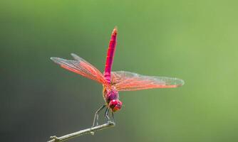 molto dettagliato macro foto di un' libellula. macro sparo, mostrando dettagli di il quello della libellula occhi e Ali. bellissimo libellula nel naturale habitat