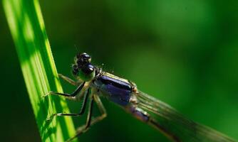 molto dettagliato macro foto di un' libellula. macro sparo, mostrando dettagli di il quello della libellula occhi e Ali. bellissimo libellula nel naturale habitat