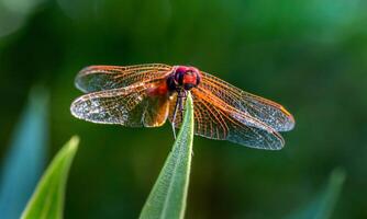 molto dettagliato macro foto di un' libellula. macro sparo, mostrando dettagli di il quello della libellula occhi e Ali. bellissimo libellula nel naturale habitat