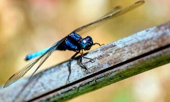 molto dettagliato macro foto di un' libellula. macro sparo, mostrando dettagli di il quello della libellula occhi e Ali. bellissimo libellula nel naturale habitat