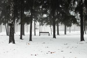 inverno nevoso parco nel il nebbia. panchina nel il parco foto