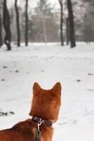 shiba inu cane nel un' inverno nevoso foresta sembra in il distanza. bellissimo rosso shiba inu cane foto