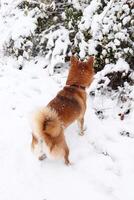 shiba inu cane nel un' inverno nevoso parco annusa il neve. bellissimo rosso shiba inu cane a partire dal sopra foto