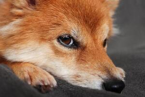 ritratto di un' cane shiba inu. il cane è triste. bellissimo rosso e soffice cane. foto