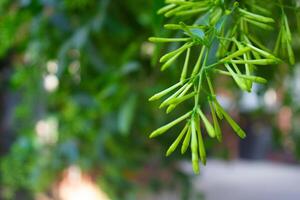 fioritura notturna gelsomino nel il giardino foto