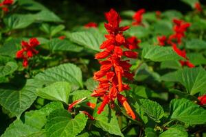 scarlatto saggio - salvia splendens vista rosso fioritura nel selettivo messa a fuoco e sfocato sfondo foto