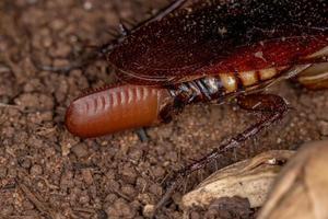 scarafaggio australiano che depone le uova foto