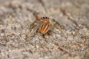 piccolo ragno saltatore maschio foto
