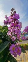 viola fiori su il lato strada foto