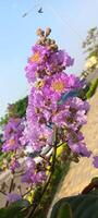 viola fiori su il lato strada foto