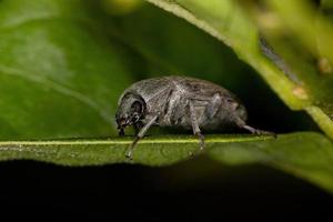 scarabeo scuro adulto foto