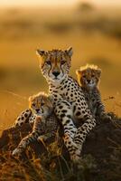ai generato ghepardo con sua cuccioli riposo su un' tumulo nel il selvaggio, bagnata nel il d'oro leggero di il crescente sole ai generato foto