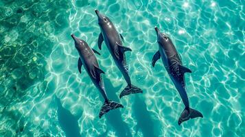 ai generato foto di quattro delfini nuoto con grazia attraverso turchese acque. il acqua è così chiaro quello il corpi di il delfini siamo visibile a partire dal sopra il superficie ai generato