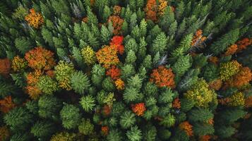 ai generato Immagine cattura denso foresta, il alberi siamo verde, prima il picco di autunno. ai generato foto