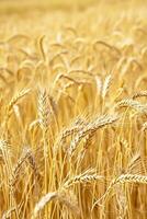 ai generato foto d'oro campo Grano indicando esso è maturo e pronto per raccolto. individuale Grano gambi e cereali siamo visibile, mostrando dettaglio e struttura. ai generato