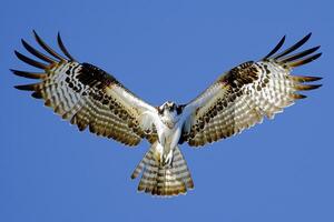 ai generato falco pescatore nel a metà volo, con suo Ali diffusione largo contro un' chiaro blu cielo ai generato foto