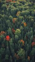 ai generato Immagine cattura denso foresta, il alberi siamo verde, prima il picco di autunno. ai generato foto