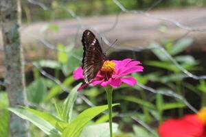 la farfalla, suzione miele su un' fioritura pianta foto