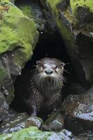 ai generato lontra con bagnato pelliccia emergente a partire dal un' roccioso tana circondato di rocce coperto nel verde muschio ai generato foto